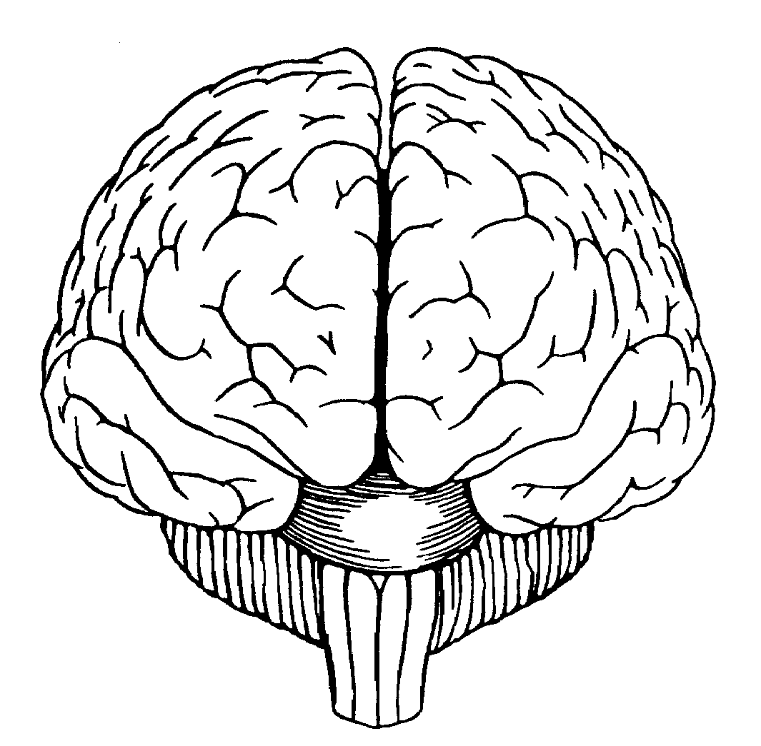 The Central Nervous System